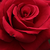 Rdeča - Vrtnica čajevka - National Trust